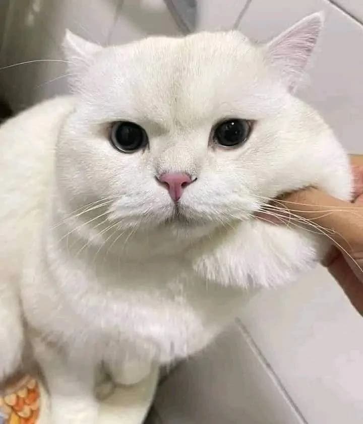 Kedim çok tüy döküyor, ne yapmalıyım?